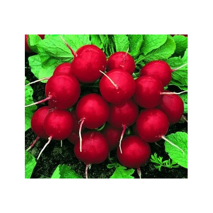 Ředkvička červená kulatá - Carnita - semena Ředkvičky - 50ks