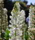 Lupina bílá - Lupinus polyphyllus - prostokořenné sazenice - 1 ks