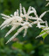Čechrava japonská Deutschland - Astilbe japonica - cibuloviny - 1 ks