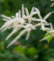 Čechrava japonská Deutschland - Astilbe japonica - cibuloviny - 1 ks