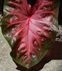 Kaládium Red Fresh - Caladium bicolor - cibuloviny - 1 ks