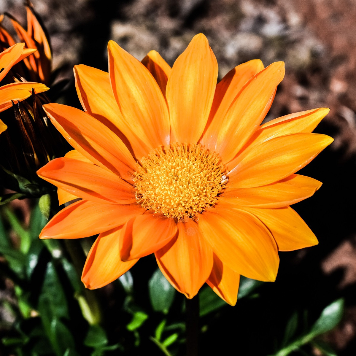 Gazánie Kiss Orange F1 - Gazania rigens - semena - 12 ks