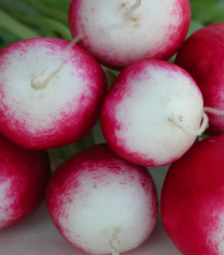 Ředkvička Poloneza - Raphanus sativus - semena - 300 ks