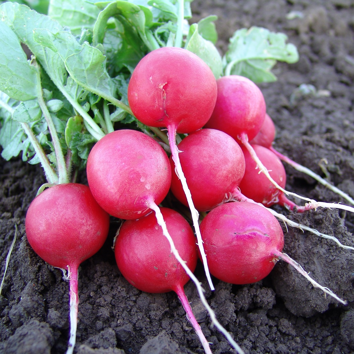 Ředkvička Faraon - Raphanus sativus - semena - 300 ks