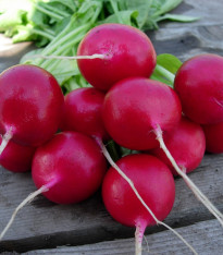 Ředkvička Lada - Raphanus sativus - semena - 300 ks