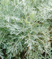 BIO semena pelyňku – BIO Pelyněk pravý – Artemisia absinthum