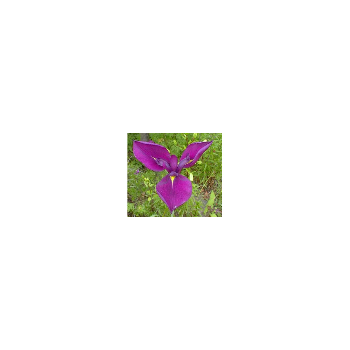 Kosatec japonský - Iris ensata - semena - 5 ks