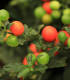 Lilek okrasný Jupiter - Solanum pseudocapsicum - semena - 10 ks