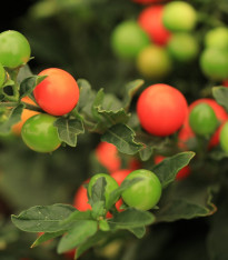 Lilek okrasný Jupiter - Solanum pseudocapsicum - semena - 10 ks