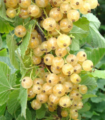 Rybíz bílý - Ribes sylvestre - prostokořenné sazenice - 1 ks