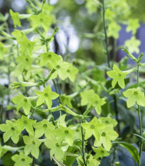 Tabák Perfume Lime - Nicotiana sanderae - semena - 50 ks