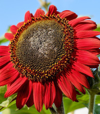 Slunečnice Moulin Rouge - Helianthus annuus - semena - 8 ks