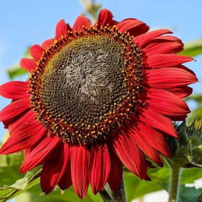 Slunečnice Moulin Rouge - Helianthus annuus - semena - 8 ks