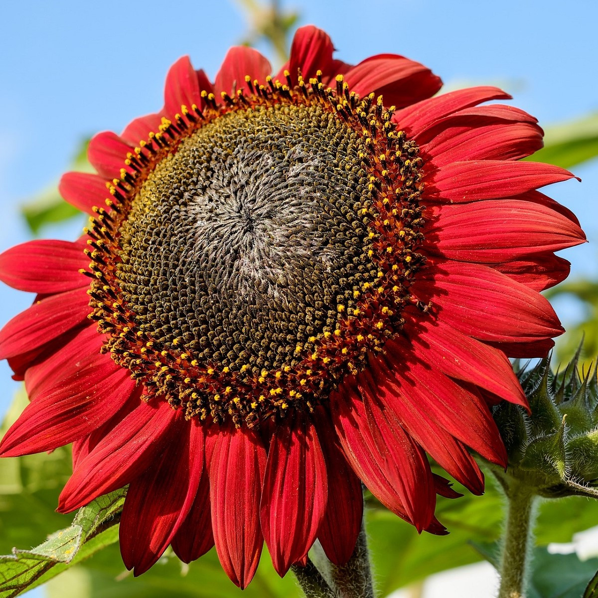 Slunečnice Moulin Rouge - Helianthus annuus - semena - 8 ks