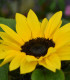 Slunečnice Sunrich Lemon - Helianthus annuus - semena - 8 ks