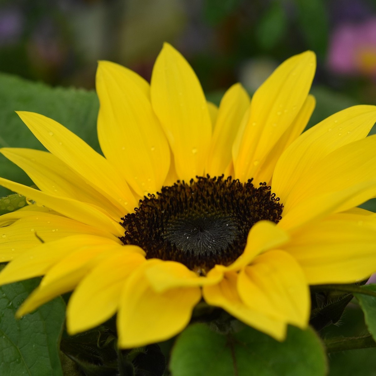 Slunečnice Sunrich Lemon - Helianthus annuus - semena - 8 ks
