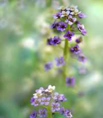 Tařicovka přímořská Könnigsteppich - Lobularia maritima - semena - 50 ks