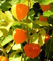 Mochyně - Physalis alkekengii - semena - 6 ks