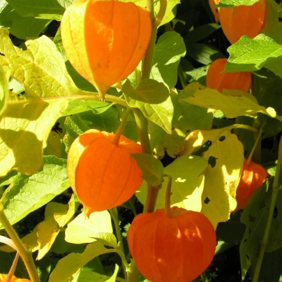Mochyně - Physalis alkekengii - semena - 6 ks