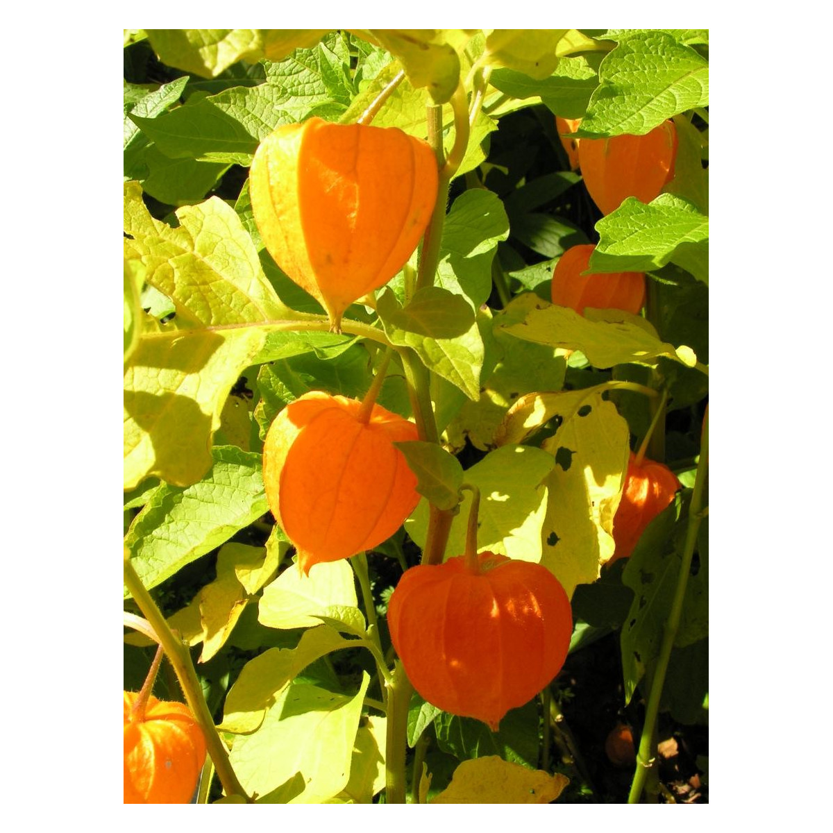 Mochyně - Physalis alkekengii - semena - 6 ks