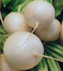 Ředkvička Albena - Raphanus sativus - semena - 300 ks