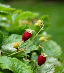 Jahodník měsíční Alexandria - Fragaria vesca - semena - 20 ks