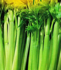Celer řapíkatý - Apium graveolens - semena - 1 g