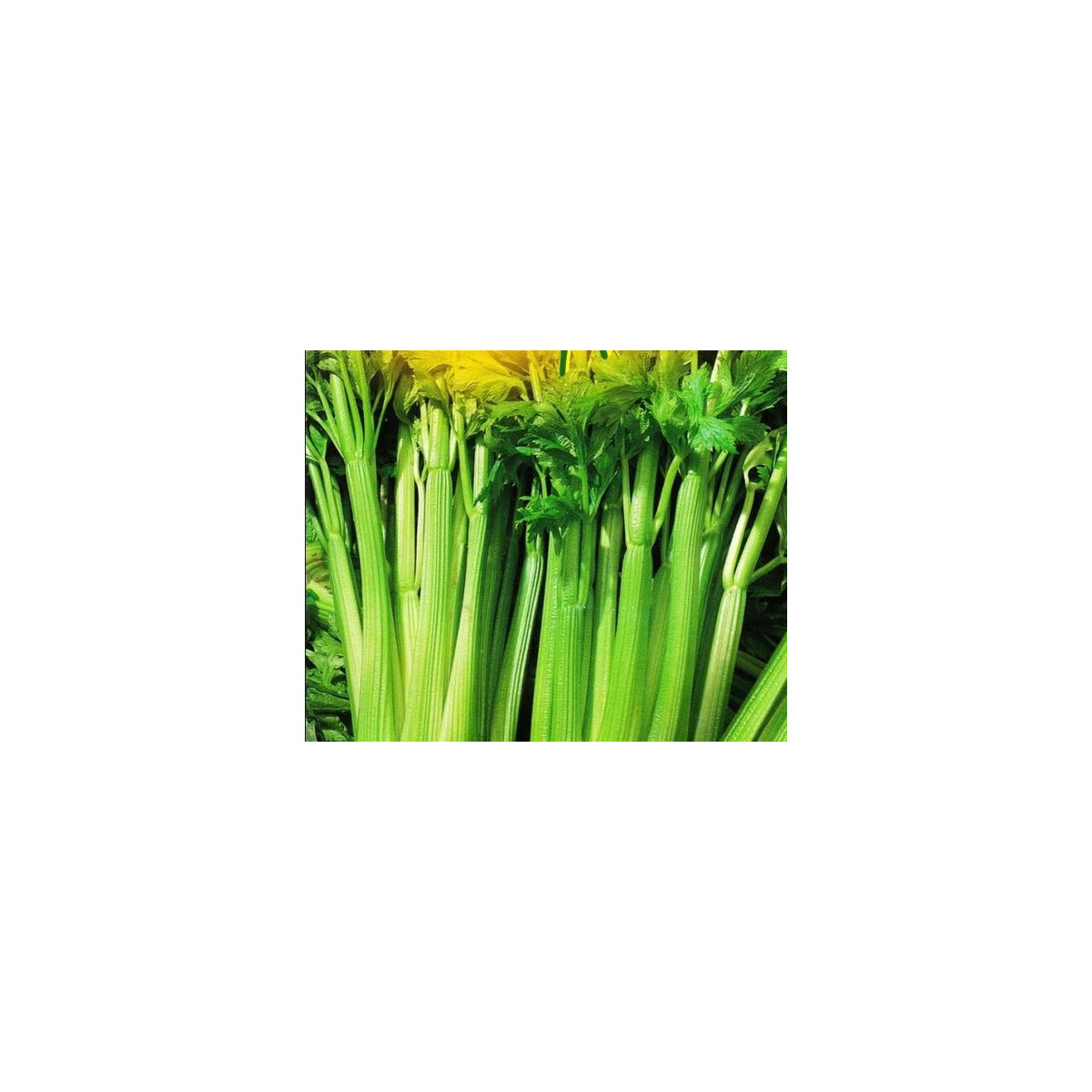 Celer řapíkatý - semena celeru- Apium graveolens - 1 gr