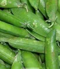 Hrách dřeňový velmi raný - Pisum sativum - semena - 40 ks