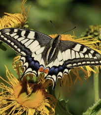 Květinová směs pro motýly - semena - 3,75 g