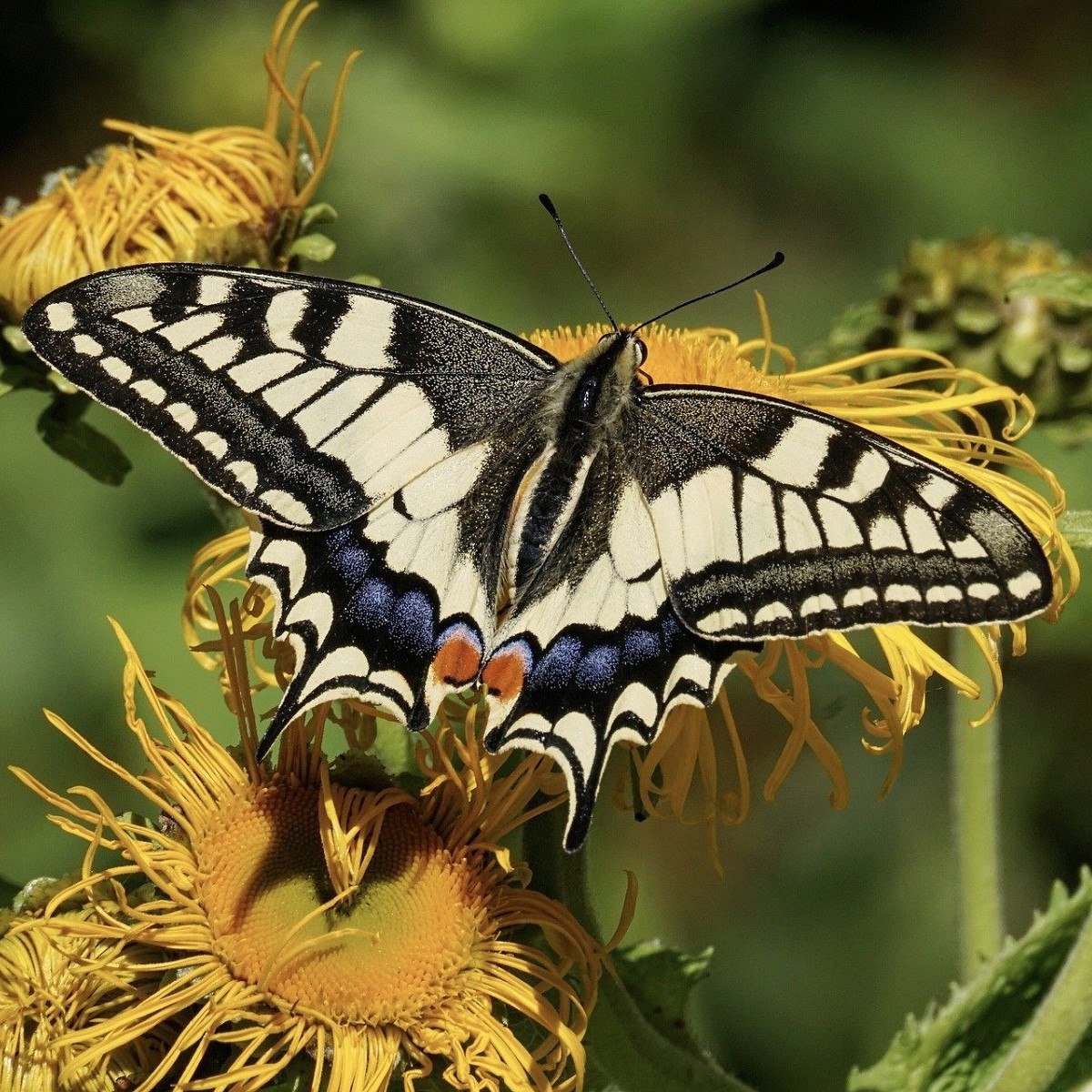 Květinová směs pro motýly - semena - 3,75 g