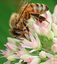 Medonosné květy pro včely - Golden Line - travní směs - 10 g