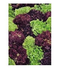 Salát kadeřavý - Fitnes mix - Lactuca sativa - semena - 100 ks