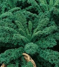 Kadeřávek zelený - semena - 0,9 g