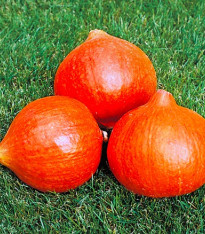 Dýně Uchiki Kuri - Cucurbita pepo - semena - 5 ks