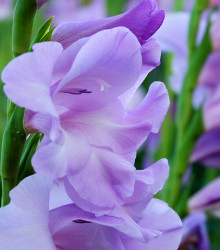 Gladiol modrý Tropic - Gladiolus - cibuloviny - 3 ks