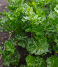 Petržel Laica naťová - Petroselinum crispum - semena - 400 ks