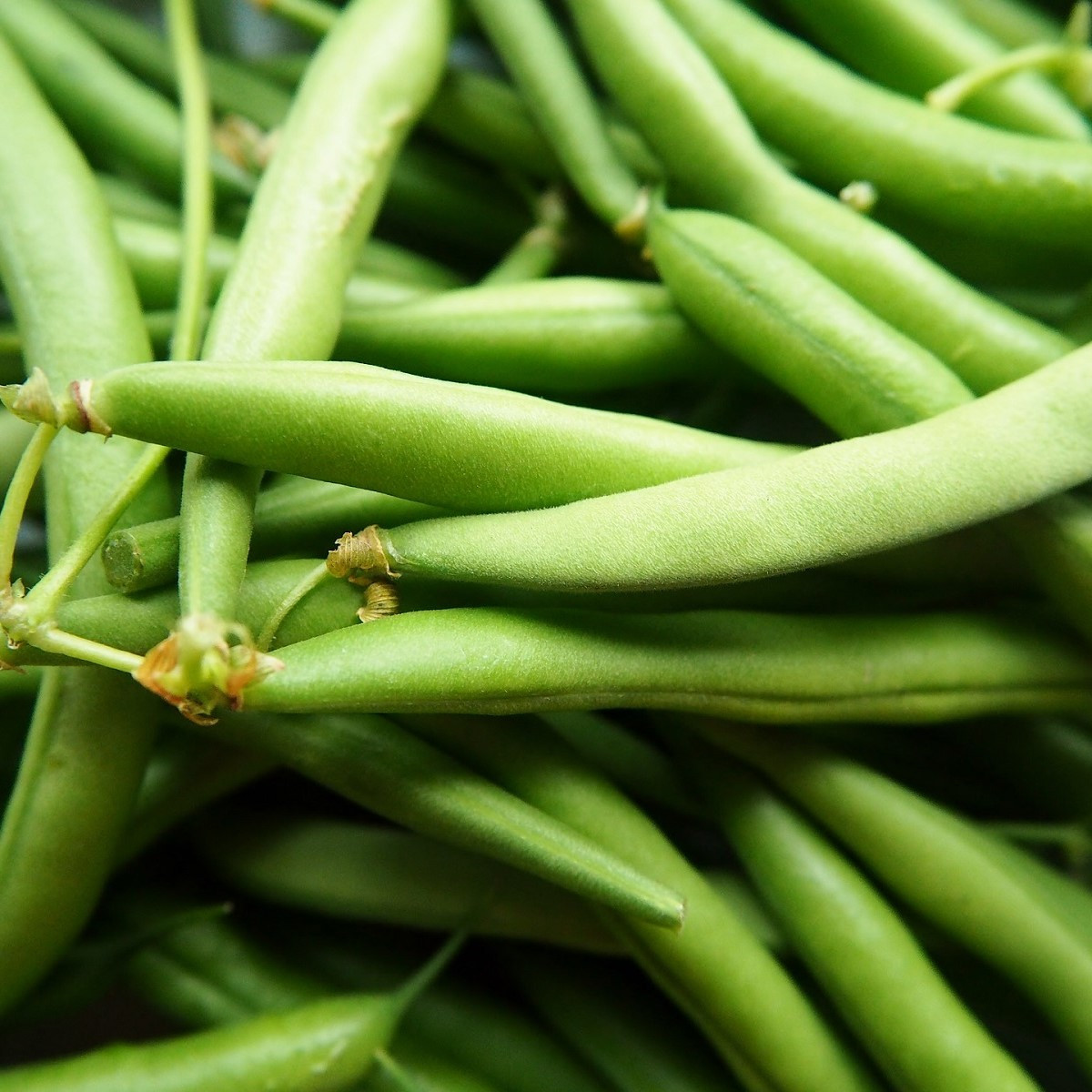 Fazole Delinel - Phaseolus vulgaris - semena - 20 ks