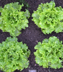 BIO Salát Batavia Leny - Lactuca sativa - bio semena - 100 ks