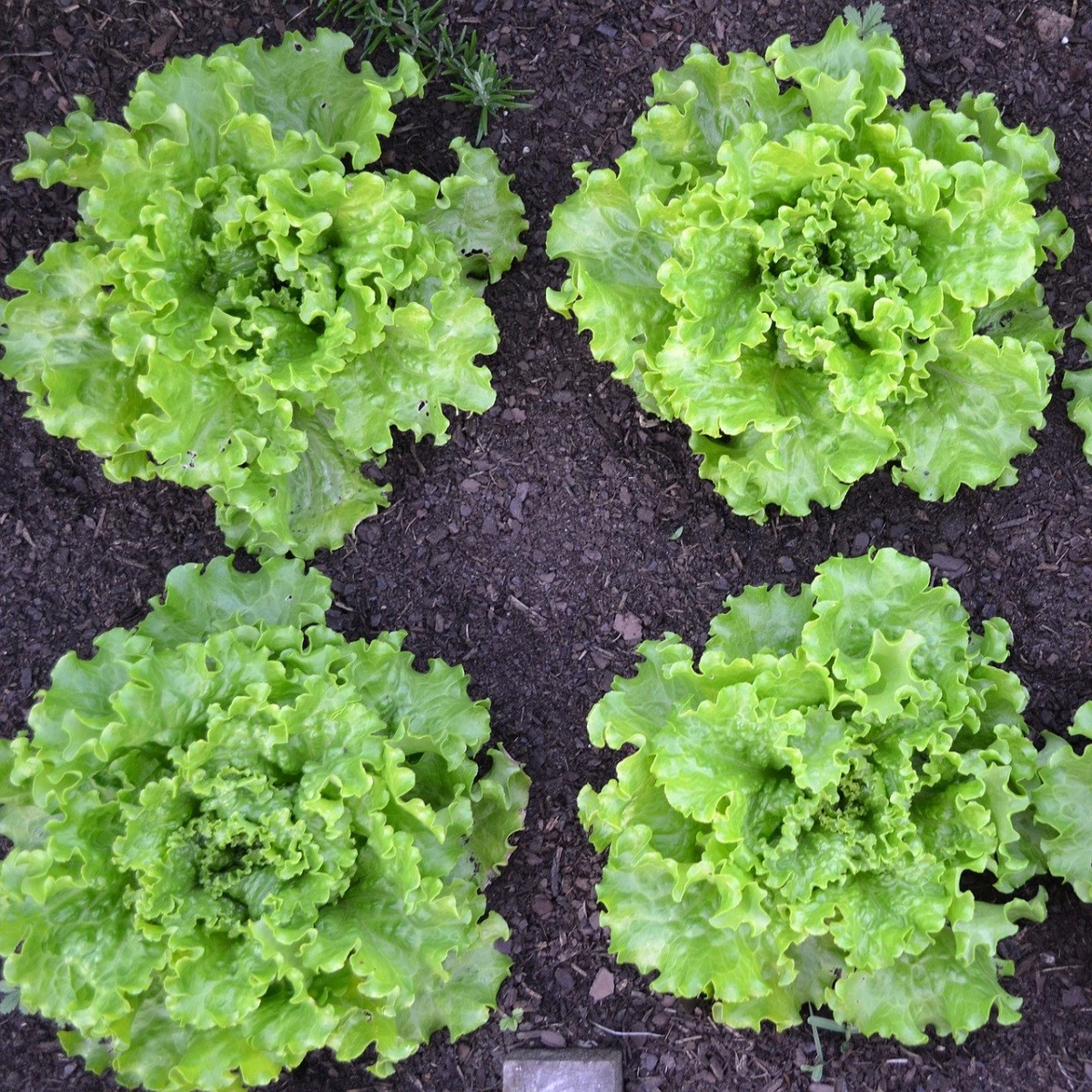 BIO Salát Batavia Leny - Lactuca sativa - bio semena - 100 ks