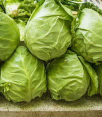 BIO Salát ledový Saladin - Lactuca sativa - bio semena - 100 ks