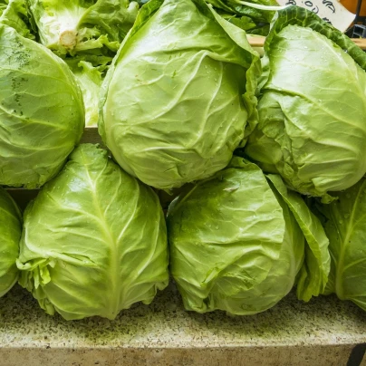 BIO Salát ledový Saladin - Lactuca sativa - bio semena - 100 ks