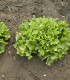 Endivie Escariol - Cichorium endivia L. - semena - 150 ks