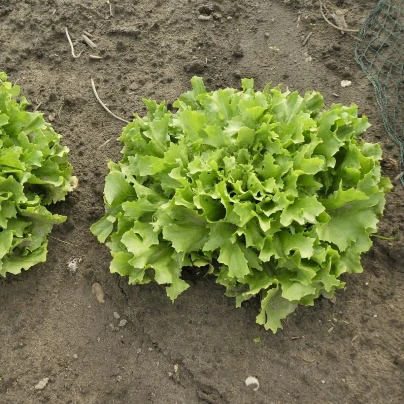 Endivie Escariol - Cichorium endivia L. - semena - 150 ks