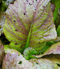 Hořčice habešská - Brassica carinata - semena - 250 ks