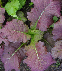 Hořčice červená Red - Brassica juncea - semena - 300 ks