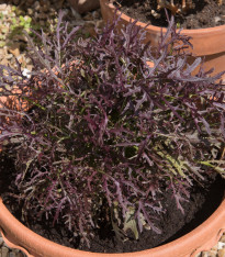 Mizuna Red Knight F1 - japonská hořčice - Brassica rapa ssp. Japonica - semena - 400 ks