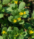 Šrucha zelná Golden - Portulaca oleracea - semena - 100 ks