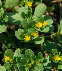 Šrucha zelná Golden - Portulaca oleracea - semena - 100 ks