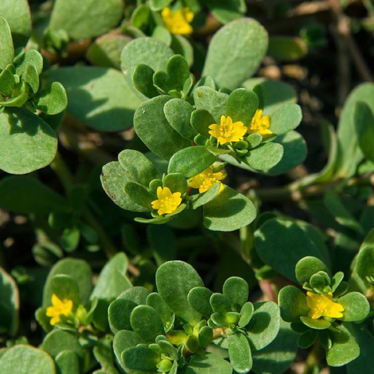 Šrucha zelná Golden - Portulaca oleracea - semena - 100 ks